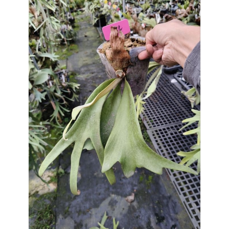 【ご確認用】P. willinckii Silvery Dwarf （pup）② P. willinckii cv. Silvery dwarf sporing #2 侏儒銀爪哇孢子選