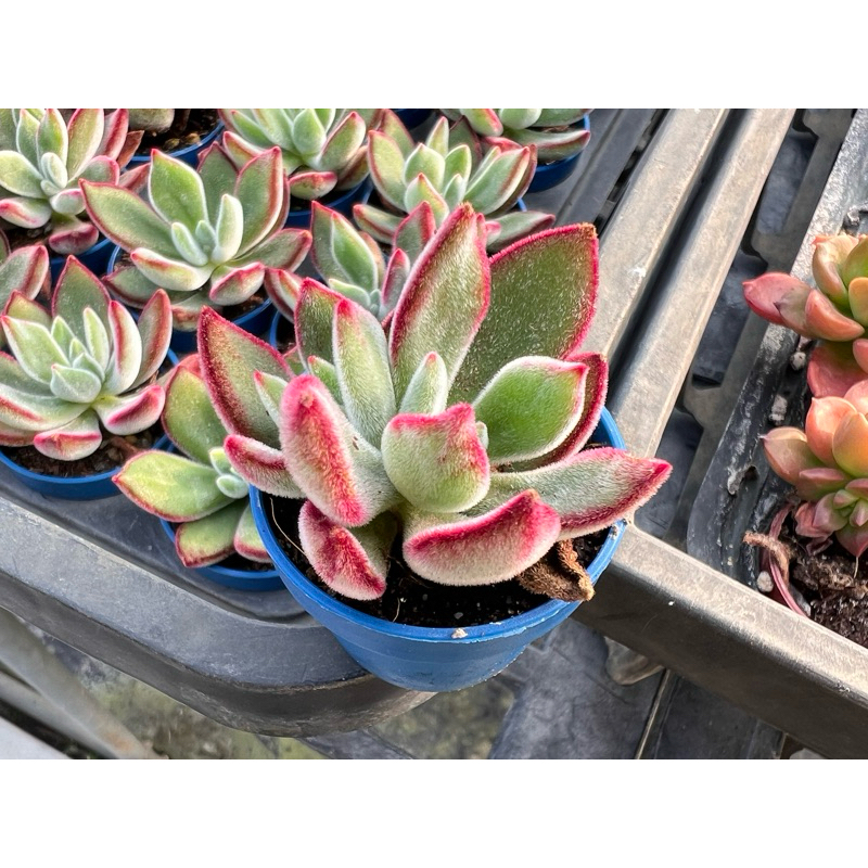 多肉好好買】紅輝壽多肉植物現貨| 蝦皮購物