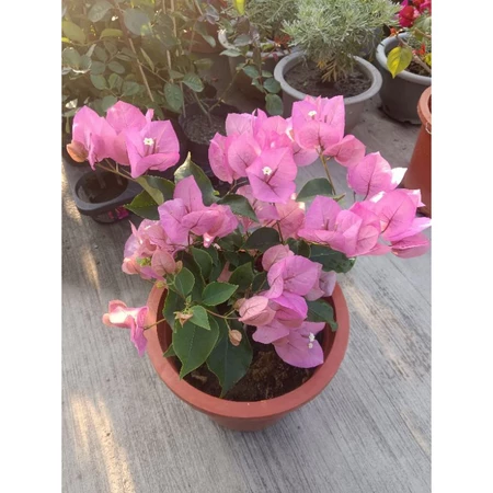 暗斑儷人 7吋盆