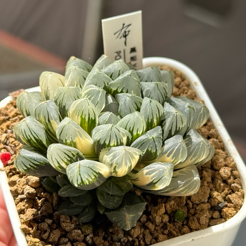 布家實生玉露錦 黑姬x綠姬錦 3寸盆 | 蝦皮購物