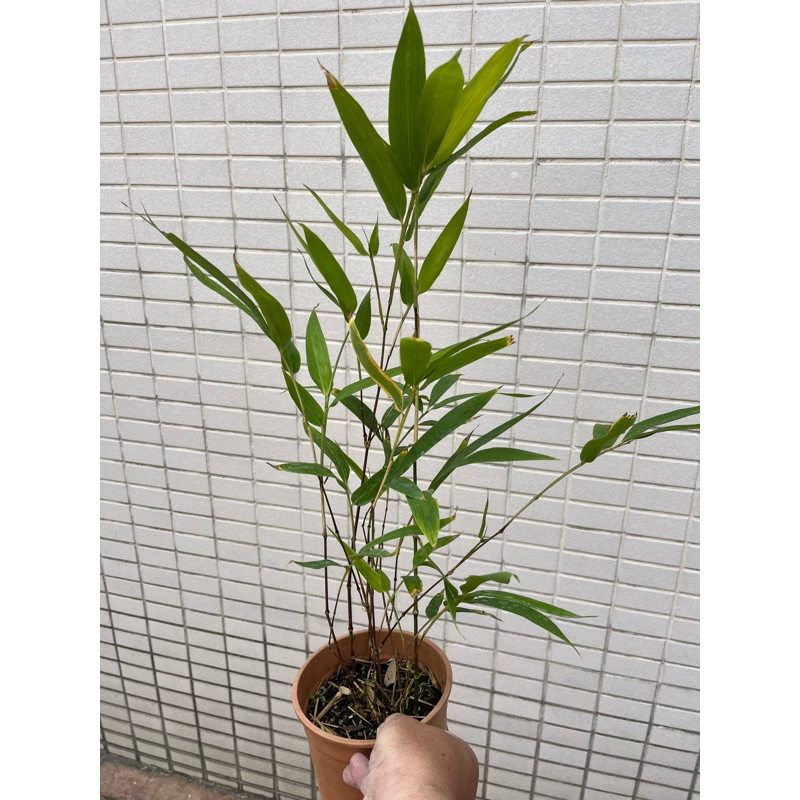 都江堰 方竹｜5吋盆～禾本科竹品⋯ | 蝦皮購物