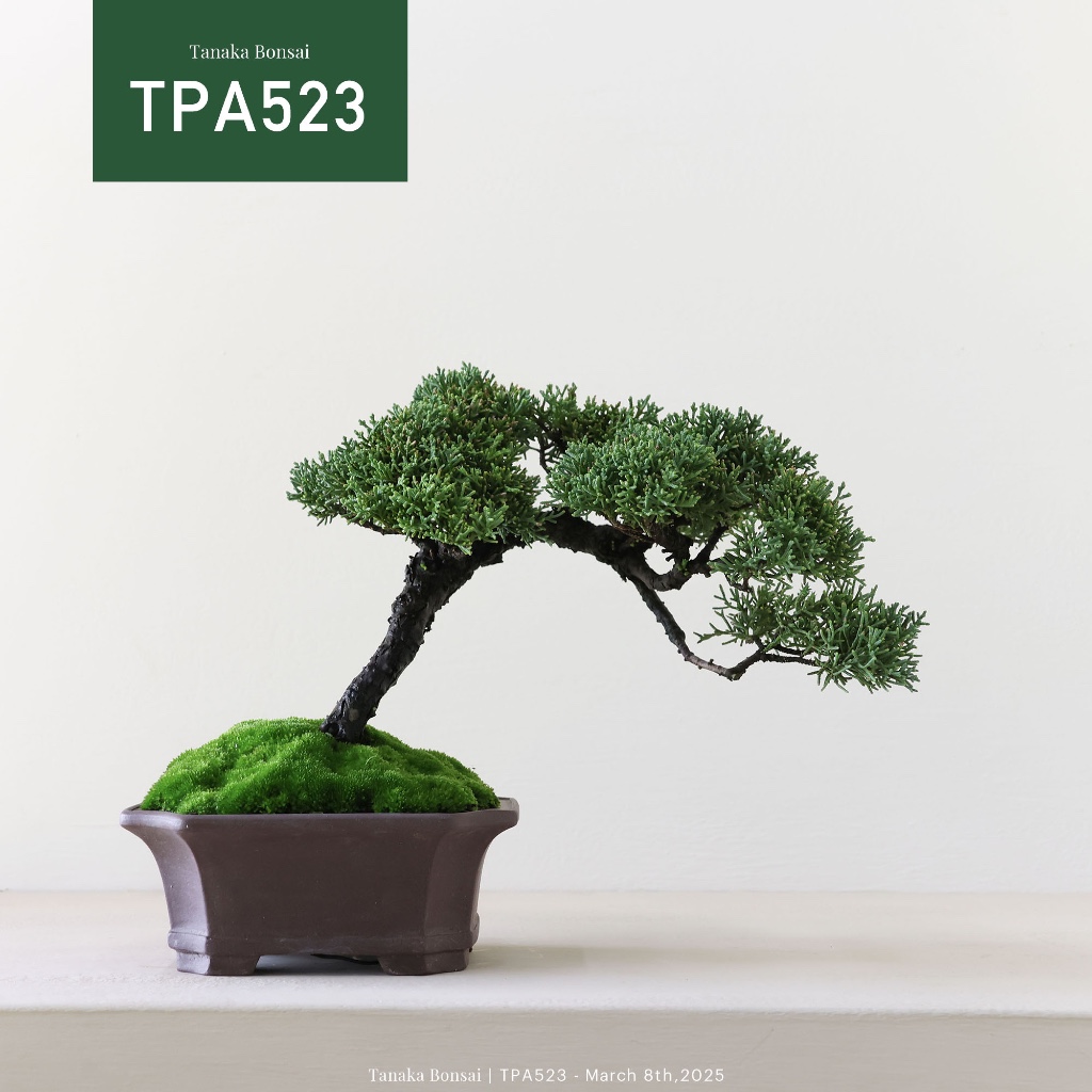 松柏- 優惠推薦- 2026年7月| 蝦皮購物台灣