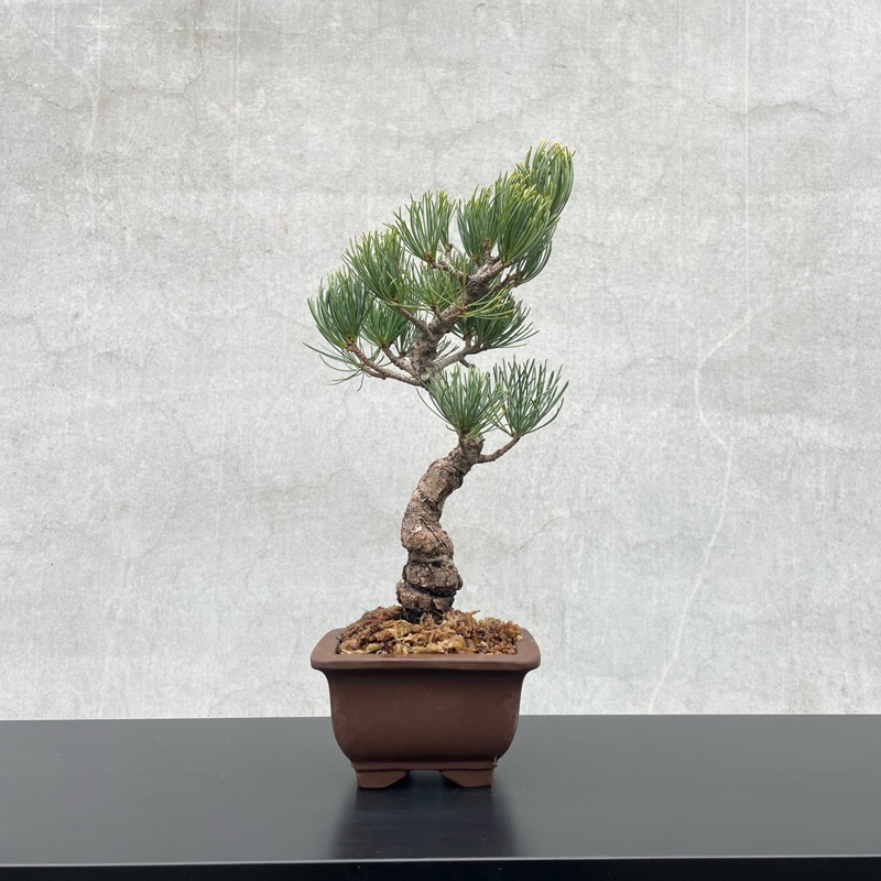 野趣小品盆栽》日本🇯🇵銀五葉松．松柏盆栽| 蝦皮購物