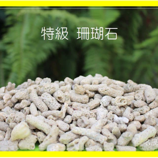 🔥特級 珊瑚砂 (免運) 珊瑚石 珊瑚枝 珊瑚沙 珊瑚骨 貝殼砂 貝殼沙水族底沙魚缸底砂菲律賓沙 濾石/搭配鵝卵石造景