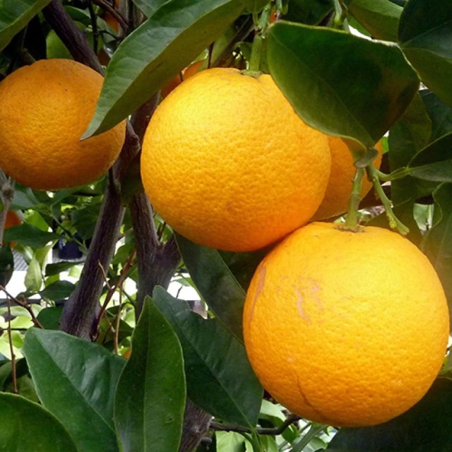 Orange-Sweet-甜橙 純精油 (橘油, 冷壓橘油, 橙油) 容量 100cc | 蝦皮購物
