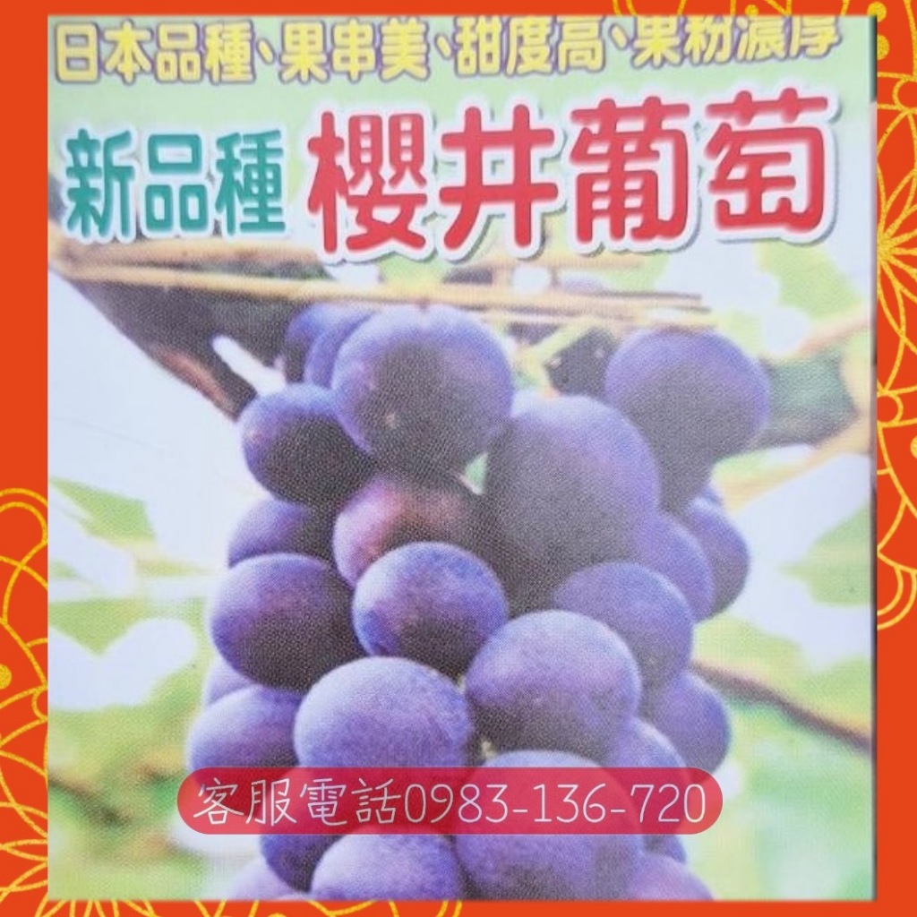 💥新品種葡萄苗販售中【櫻井葡萄】【巨玫瑰葡萄】【獨角獸葡萄】【義大