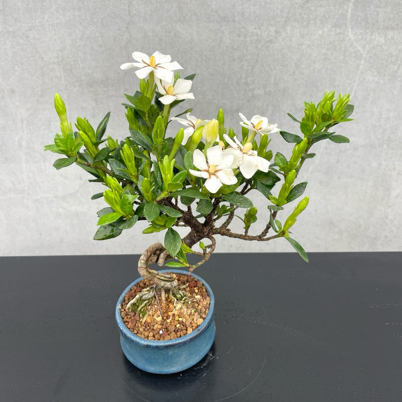 野趣小品盆栽》梔子花（日本品種·一寸法師）原株非嫁接| 蝦皮購物