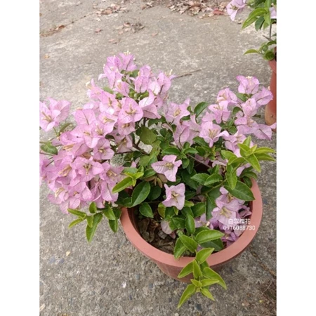 白雪櫻花 7吋盆