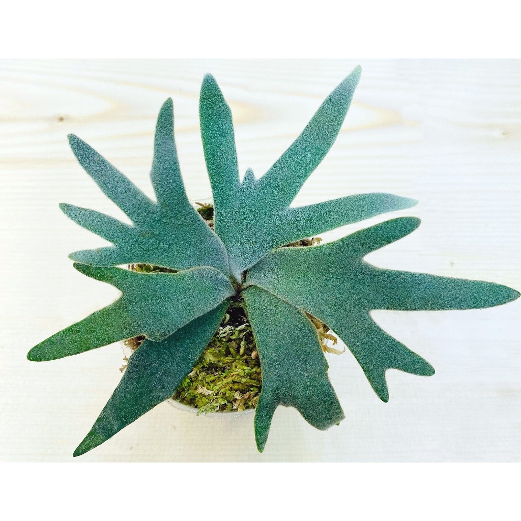 ☆ P. willinckii 'Bacteria' sporeling バクスポの2ndサイズ
