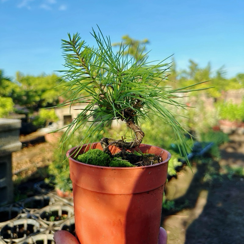 英宏造型黑松3.5寸盆造型五葉松小品盆栽觀葉植物室外植物盆景盆栽