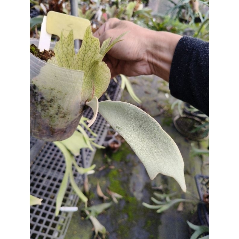 P. willinckii cv. White KTK #5 白爪哇鹿角蕨| 蝦皮購物 P. willinckii cv. White KTK #5 白爪哇鹿角蕨| 蝦皮購物
