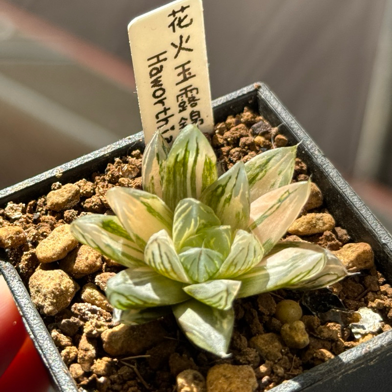 花火玉露錦 小桃玉露錦2寸盆 | 蝦皮購物