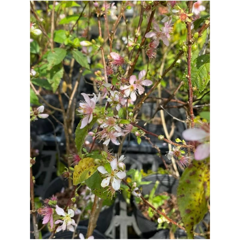 慕花坊 郁李 藥用植物 | 蝦皮購物