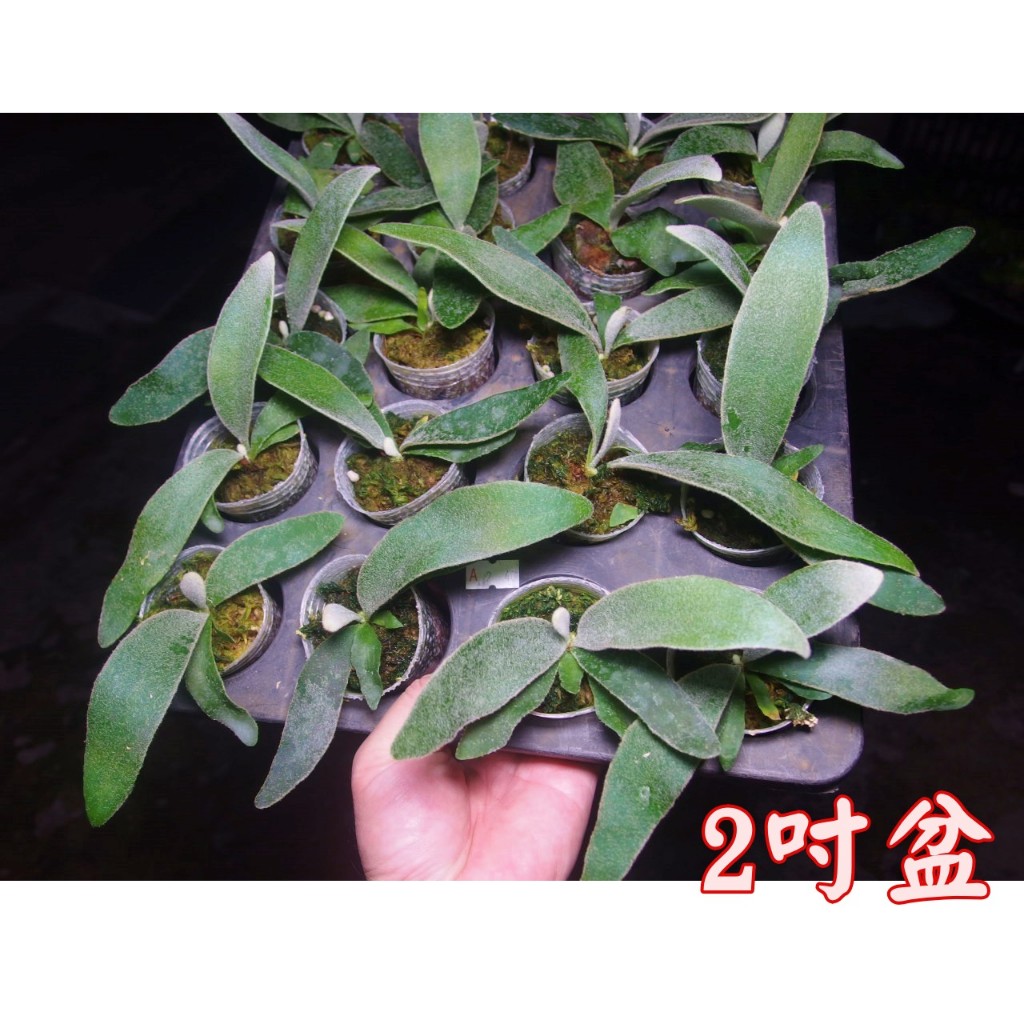 柯比植物》P (veitchii × bifurcatum)'white & shine' 二叉x銀鹿白帥帥