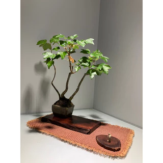 littlebonsai, 線上商店| 蝦皮購物