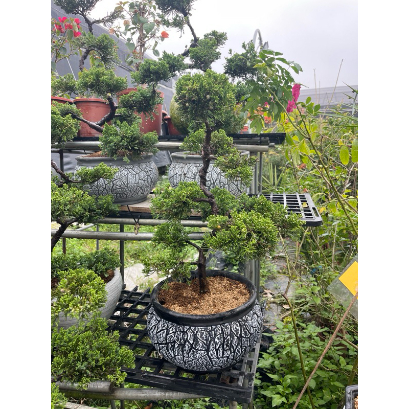 真柏10本セット 楽天市場】盆栽 真柏 シャリ（花・観葉植物｜花・ガーデン・DIY