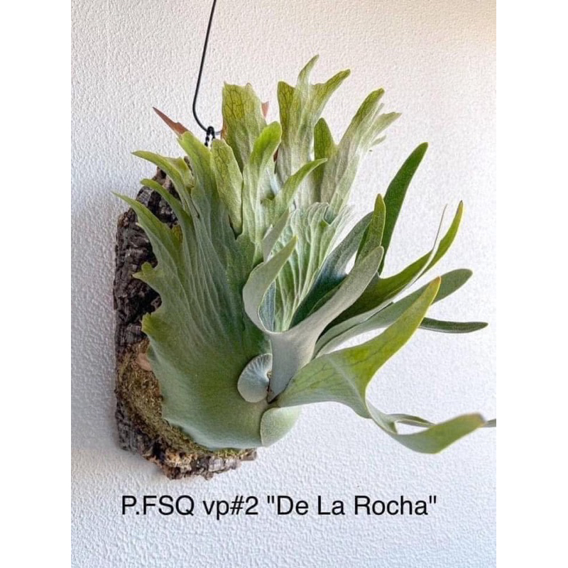 🌳愛鹿靖🌳De La Rocha上板鹿角蕨P.FSQ Spore 稀有品種| 蝦皮購物