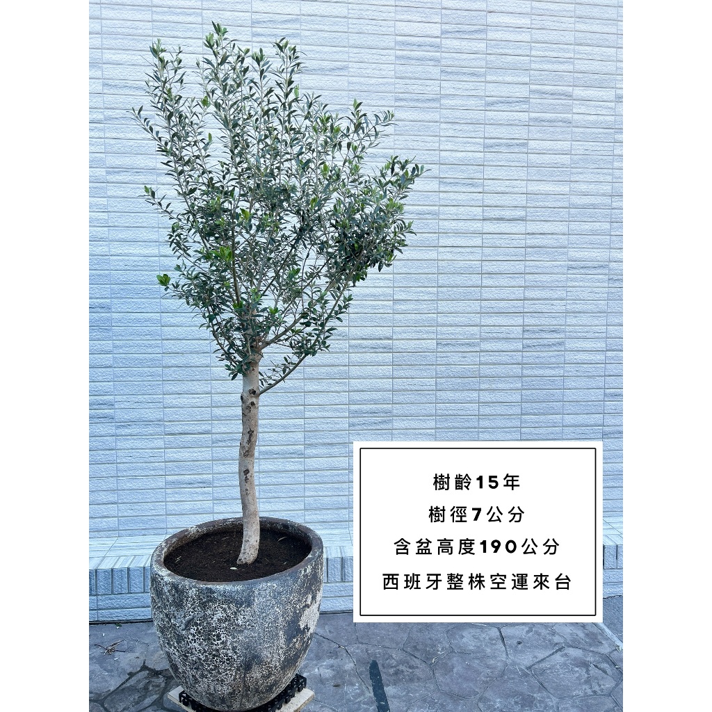 Olive tree 15年樹齡 西班牙進口 西班牙銀葉油橄欖樹 橄欖樹 油橄欖樹 銀葉橄欖樹 銀葉油橄欖 陽台植物 | 蝦皮購物