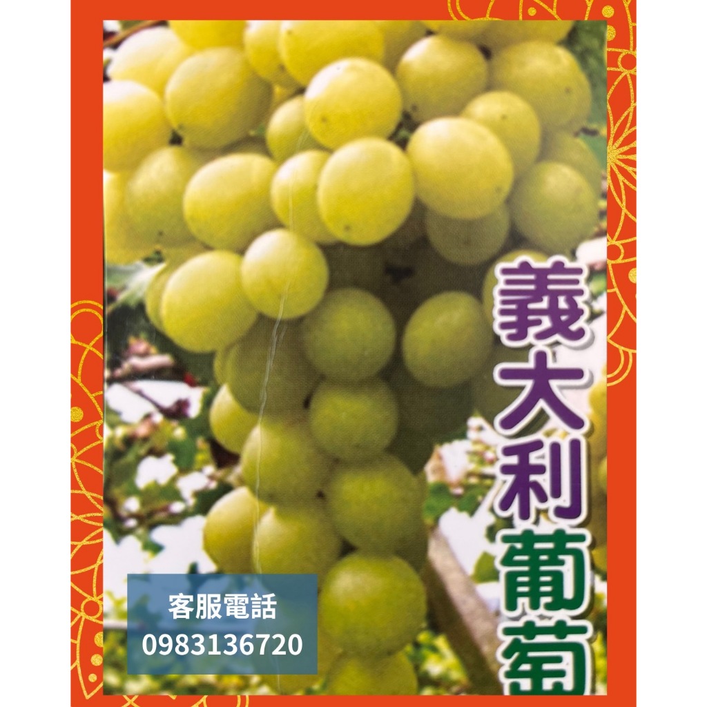 💥新品種葡萄苗販售中【櫻井葡萄】【巨玫瑰葡萄】【獨角獸葡萄】【義大