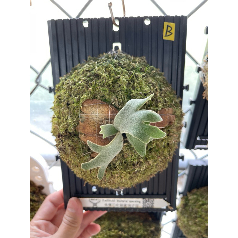 鹿角蕨｜P. Willinckii Bacteria sporeling｜細菌孢子苗🦠｜上板