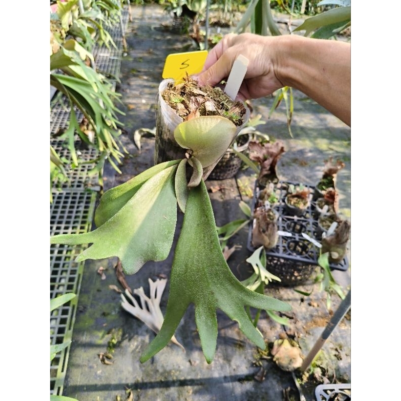 P. willinckii cv. Silvery dwarf sporing #2 侏儒銀爪哇孢子選 P. willinckii cv. Silvery dwarf sporing #2 侏儒銀爪哇孢子選