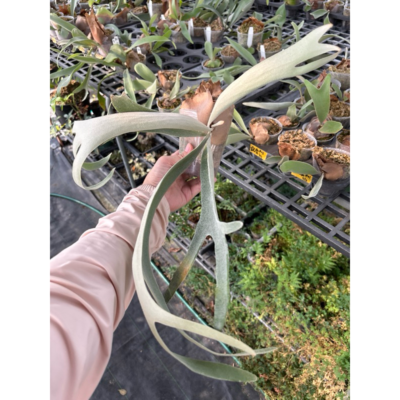 🌱愛客森🌱 橘牌Wanna 銀鹿鹿角蕨| 蝦皮購物