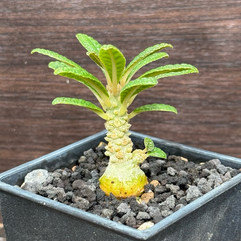 最旬トレンドパンツ Dorstenia gigas 索島巨琉桑《實生株》#塊根#大戟#多肉植物#K&G その他