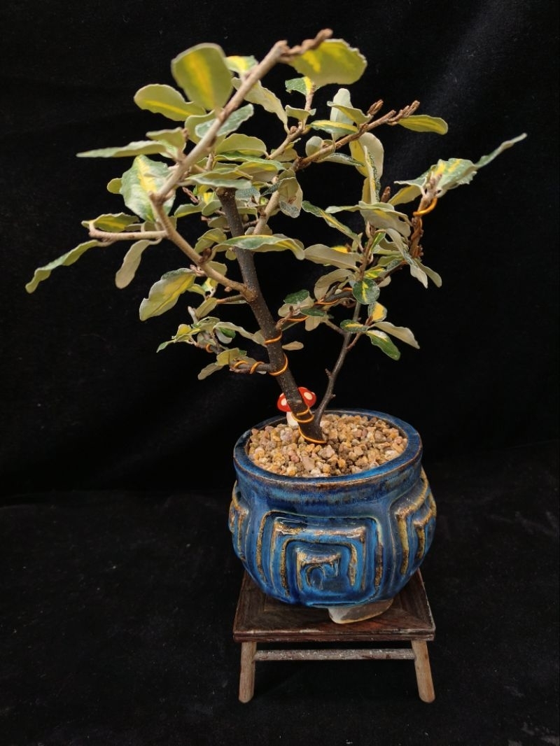 台湾茱萸盆栽 日本寒茱萸(Elaeagnus) 小品盆栽｜霧面金葉、現帶花苞、紅泥六角名盆