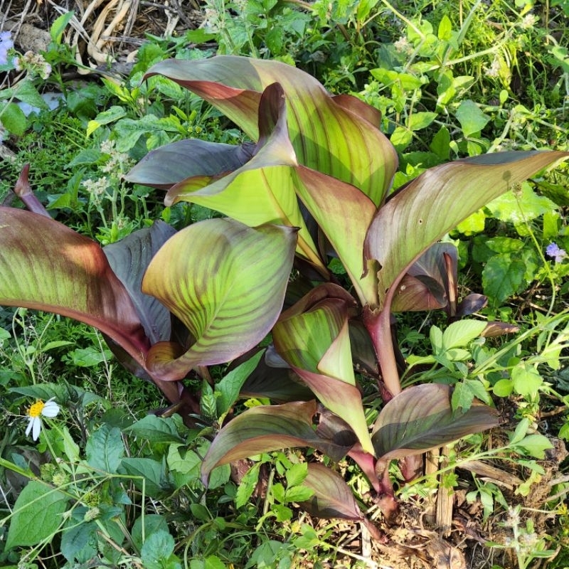 蕉芋新鮮現挖食用巴蕉芋🇻🇳củ rong riềng đỏ | 蝦皮購物