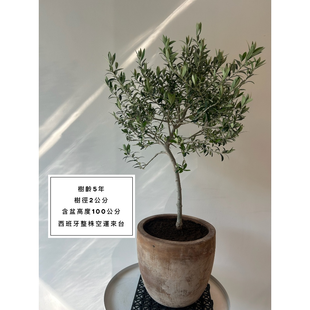 Olive tree 5年樹齡 西班牙進口銀葉油橄欖樹 橄欖樹 銀葉橄欖樹 花束送禮 喬遷 新居落成 開幕送禮 生日禮物 | 蝦皮購物