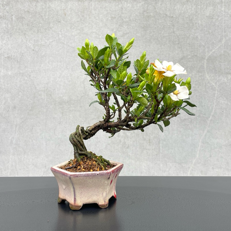 野趣小品盆栽》梔子花（日本品種·一寸法師）原株非嫁接| 蝦皮購物