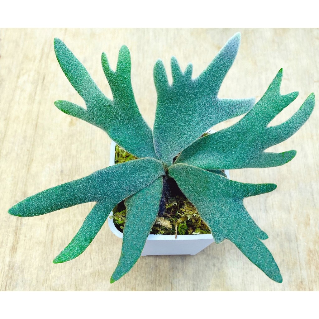 侏儒爪哇-玉女鹿角蕨P. willinckii 'Jade Girl' sporeling 鹿角 侏儒爪哇-玉女鹿角蕨P. willinckii 'Jade Girl' sporeling 鹿角