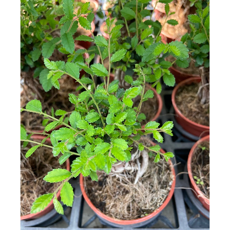 榆樹（ 喬木植物 ） | 蝦皮購物
