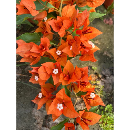 各種九重葛現剪枝條 橙辣椒