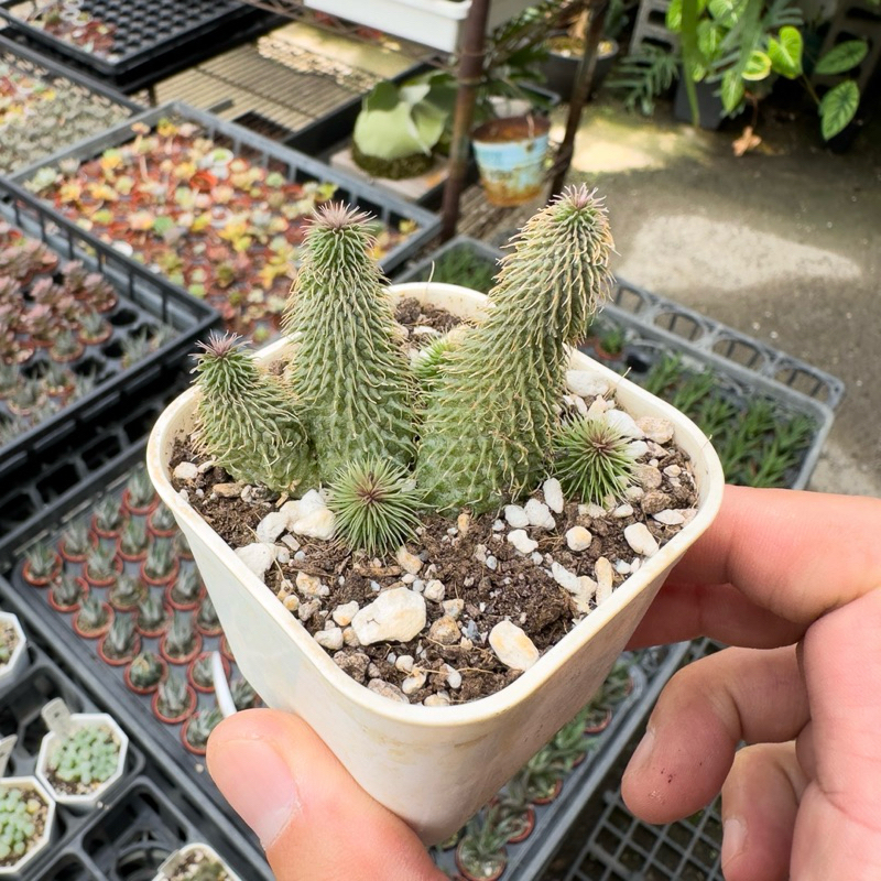 花田多肉》🌵【阿修羅】 3吋盆多肉植物/多肉/蘿藦科/開花植物| 蝦皮購物