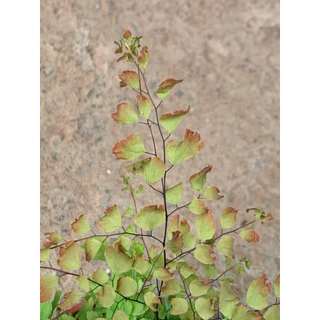 植plant & flower ~ 紅孔雀 鐵線蕨 蕨類 室內植物