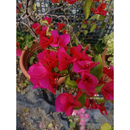 各種九重葛現剪枝條 鳶鴦