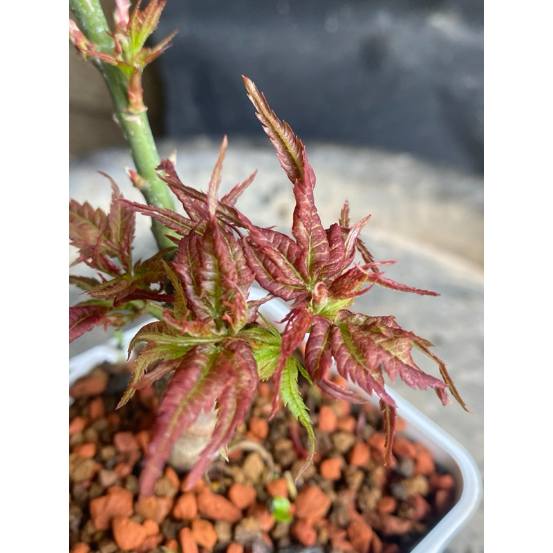 吳老爹盆栽~日本進口紅獅子頭楓葉~114/2/25更| 蝦皮購物