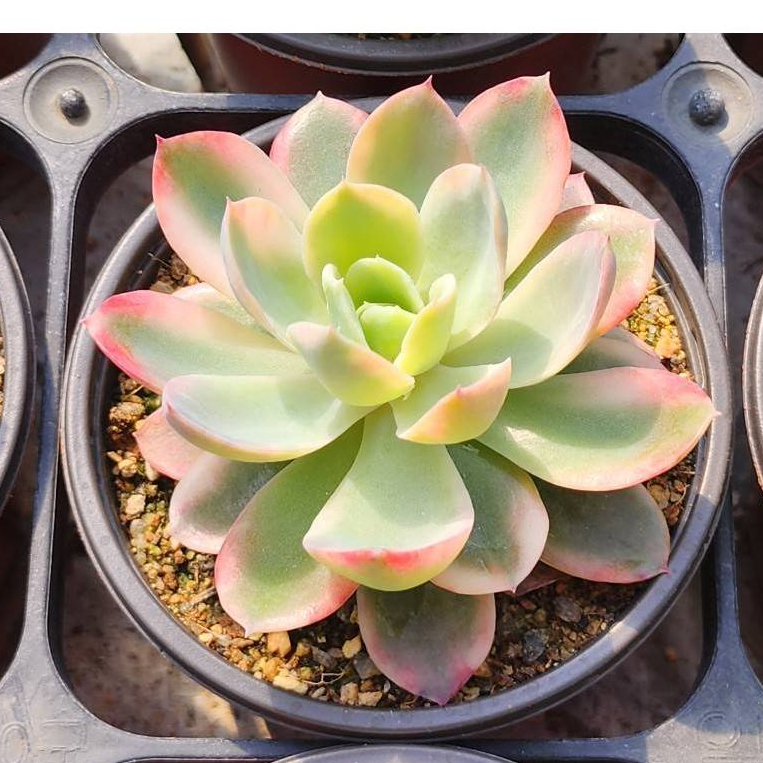 粉紅貝拉錦錦斑👑250306 無根裸株出貨多肉植物多肉| 蝦皮購物 