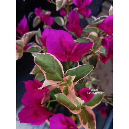 各種九重葛現剪枝條 藍海豚