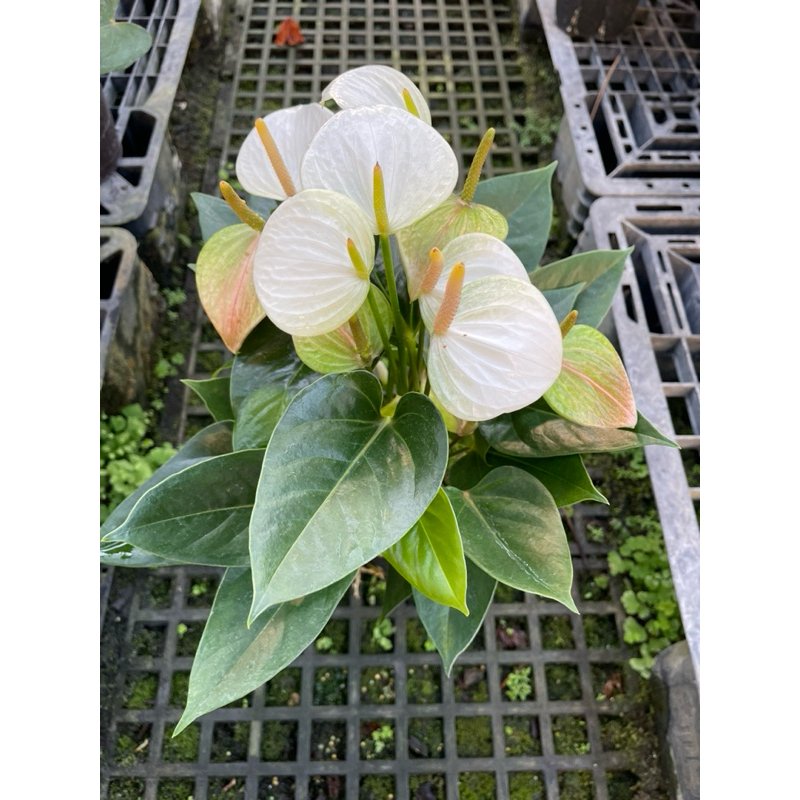 🪴綠植田園🪴白天使火鶴花/火鶴/火鶴花/5-6寸盆/開花植物/觀花植物/觀葉植物 | 蝦皮購物