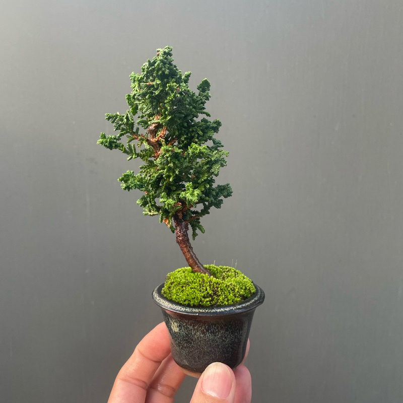 日本石化檜精美小品日制盆| 蝦皮購物