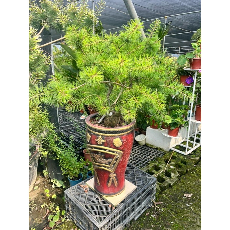霏霏園藝日本八房五葉松短葉的一棵特價8888數量只有3棵| 蝦皮購物