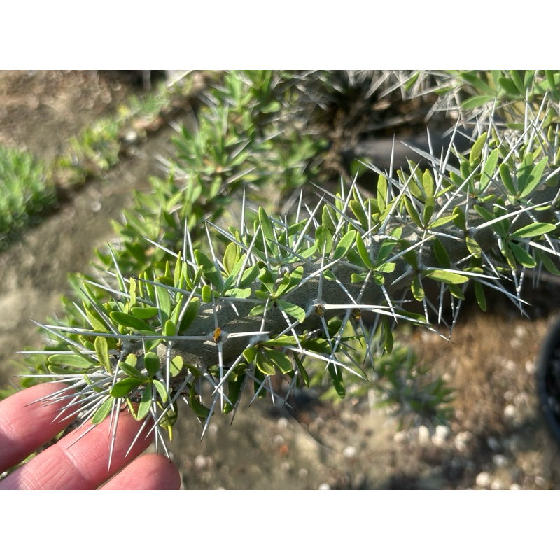 阿修羅城Didierea trollii 龍樹科多肉植物/4吋/奧莉諾多肉園| 蝦皮購物