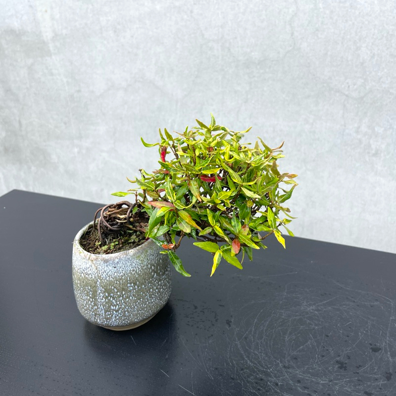 野趣小品盆栽》日本🇯🇵黃金縮緬葛| 蝦皮購物