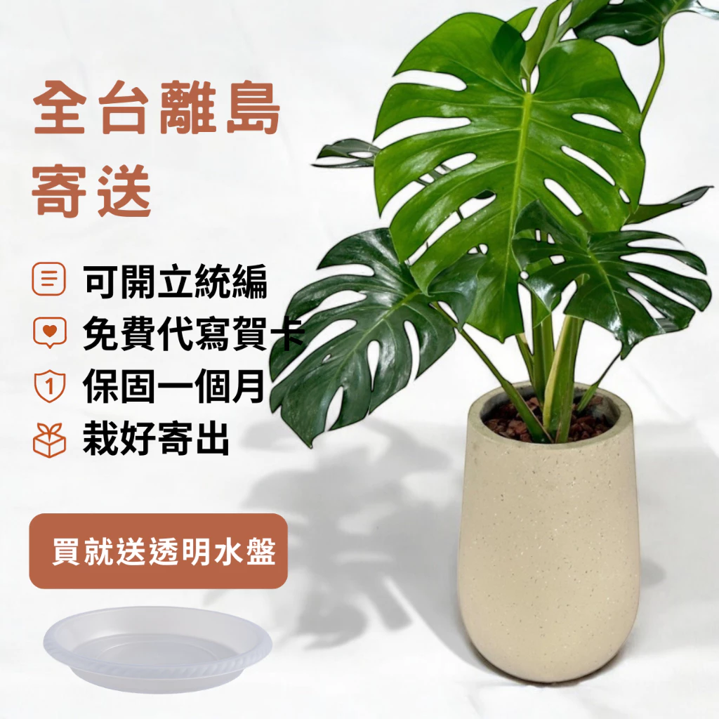 龜背芋大型盆栽水泥盆室內觀葉植物