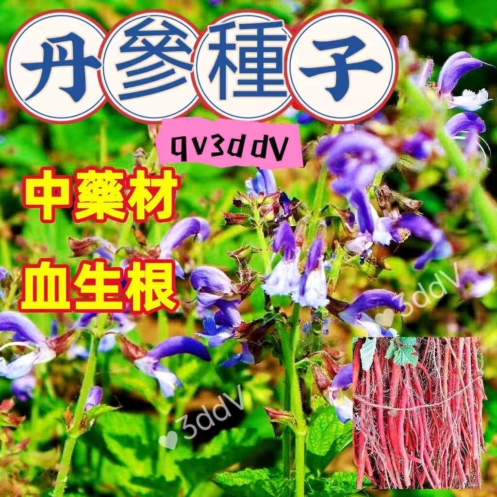 免運 開發票 收據🔥【丹參種子】正宗丹參種子 血生根種子 紫花丹參 紅花丹參 四季種植 藥材種子 名貴中藥材 種子包發芽 | 蝦皮購物
