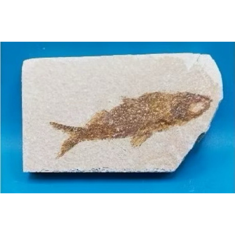 魚化石5000萬年前（始新世代） Fossil Fish 古魚化石古生物化石早期