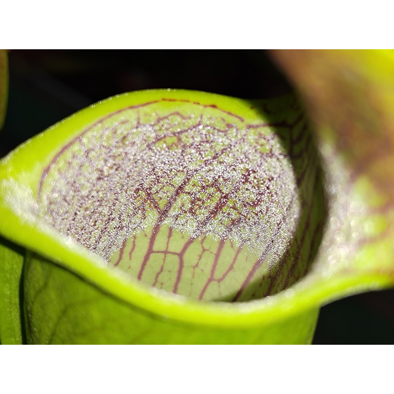 「食蟲植物」S. alata Bulbous Red Lid球狀紅蓋 翼狀瓶子草 | 蝦皮購物