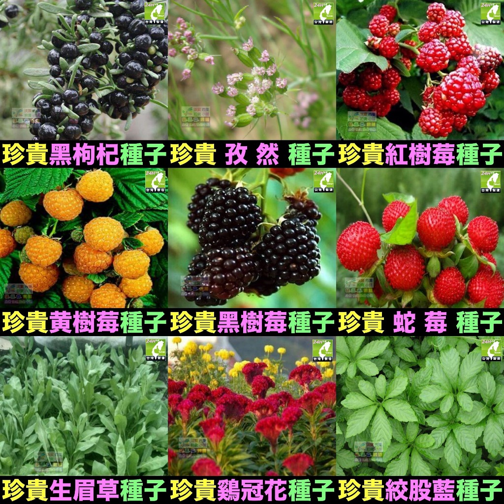🍀㊣珍貴植物種子 黑枸杞 孜然 紅樹莓 黃樹莓 黑樹莓 覆盆子 蛇莓 生眉草 烏斯瑪草 雞冠花 絞股藍 五葉蔘 七葉膽 | 蝦皮購物